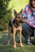 MAJO, Hund, Deutscher Schäferhund-Windhund-Mix in Berlin - Bild 3