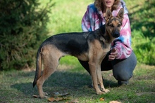 MAJO, Hund, Deutscher Schäferhund-Windhund-Mix in Berlin - Bild 4