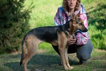 MAJO, Hund, Deutscher Schäferhund-Windhund-Mix in Berlin - Bild 5