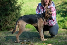 MAJO, Hund, Deutscher Schäferhund-Windhund-Mix in Berlin - Bild 6