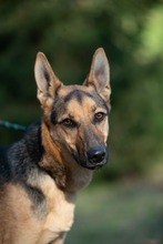 MAJO, Hund, Deutscher Schäferhund-Windhund-Mix in Berlin - Bild 7