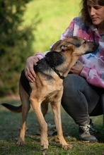 MAJO, Hund, Deutscher Schäferhund-Windhund-Mix in Berlin - Bild 8