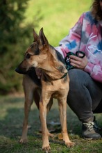 MAJO, Hund, Deutscher Schäferhund-Windhund-Mix in Berlin - Bild 9