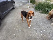 ION, Hund, Mischlingshund in Griechenland - Bild 1