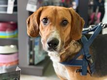 ION, Hund, Mischlingshund in Griechenland - Bild 2