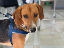 ION, Hund, Mischlingshund in Griechenland - Bild 3