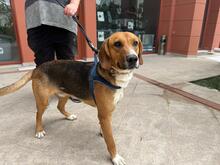 ION, Hund, Mischlingshund in Griechenland - Bild 4
