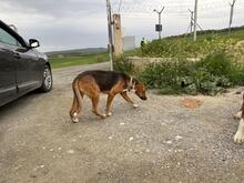 ION, Hund, Mischlingshund in Griechenland - Bild 5