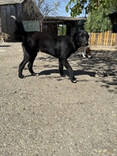 NERO, Hund, Mischlingshund in Rumänien - Bild 1