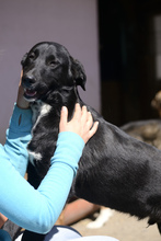 NERO, Hund, Mischlingshund in Rumänien - Bild 2