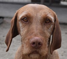 MARTHA, Hund, Magyar Agar in Ungarn - Bild 1