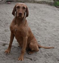MARTHA, Hund, Magyar Agar in Ungarn - Bild 2