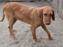 MARTHA, Hund, Magyar Agar in Ungarn - Bild 3