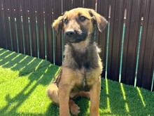 LUDO, Hund, Mischlingshund in Rumänien - Bild 1