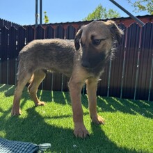 LUDO, Hund, Mischlingshund in Rumänien - Bild 2