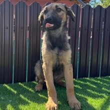 LUDO, Hund, Mischlingshund in Rumänien - Bild 3