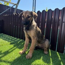 LUDO, Hund, Mischlingshund in Rumänien - Bild 4