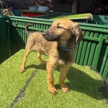 LUDO, Hund, Mischlingshund in Rumänien - Bild 5