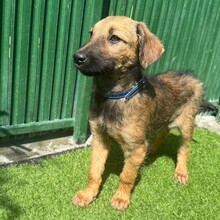 LUDO, Hund, Mischlingshund in Rumänien - Bild 6