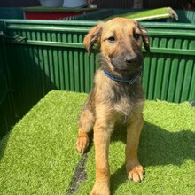 LUDO, Hund, Mischlingshund in Rumänien - Bild 7