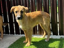 LYKKA, Hund, Mischlingshund in Rumänien - Bild 1