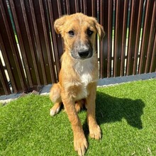 LYKKA, Hund, Mischlingshund in Rumänien - Bild 2