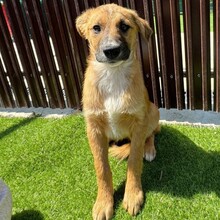 LYKKA, Hund, Mischlingshund in Rumänien - Bild 3