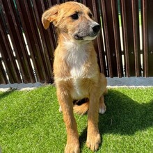 LYKKA, Hund, Mischlingshund in Rumänien - Bild 4