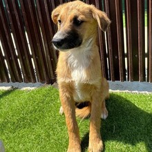 LYKKA, Hund, Mischlingshund in Rumänien - Bild 5
