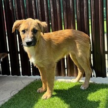 LYKKA, Hund, Mischlingshund in Rumänien - Bild 6