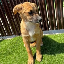 LYKKA, Hund, Mischlingshund in Rumänien - Bild 7