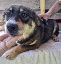 MILLIE, Hund, Mischlingshund in Rumänien - Bild 11