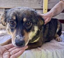 MILLIE, Hund, Mischlingshund in Rumänien - Bild 12