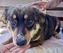 MILLIE, Hund, Mischlingshund in Rumänien - Bild 13