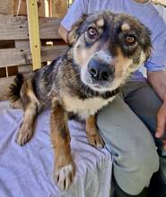 MILLIE, Hund, Mischlingshund in Rumänien - Bild 14