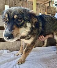 MILLIE, Hund, Mischlingshund in Rumänien - Bild 15