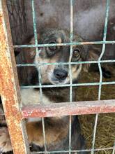 MILLIE, Hund, Mischlingshund in Rumänien - Bild 3