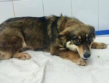 MILLIE, Hund, Mischlingshund in Rumänien - Bild 4