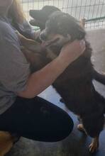 MILLIE, Hund, Mischlingshund in Rumänien - Bild 6
