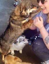 MILLIE, Hund, Mischlingshund in Rumänien - Bild 7