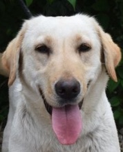 HANNAH, Hund, Labrador Retriever in Ungarn - Bild 1