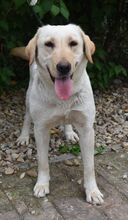 HANNAH, Hund, Labrador Retriever in Ungarn - Bild 2
