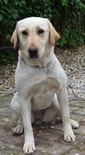 HANNAH, Hund, Labrador Retriever in Ungarn - Bild 3