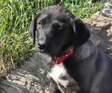 BONNY, Hund, Mischlingshund in Griechenland - Bild 1