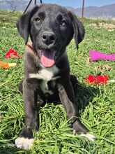 BONNY, Hund, Mischlingshund in Griechenland - Bild 2