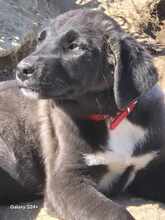 BONNY, Hund, Mischlingshund in Griechenland - Bild 4