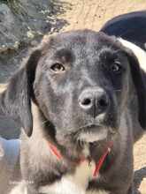 BONNY, Hund, Mischlingshund in Griechenland - Bild 5