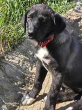 BONNY, Hund, Mischlingshund in Griechenland - Bild 6