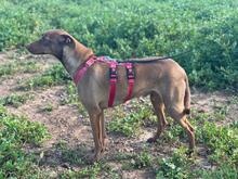 HUGO, Hund, Mischlingshund in Spanien - Bild 1