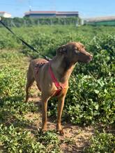 HUGO, Hund, Mischlingshund in Spanien - Bild 2